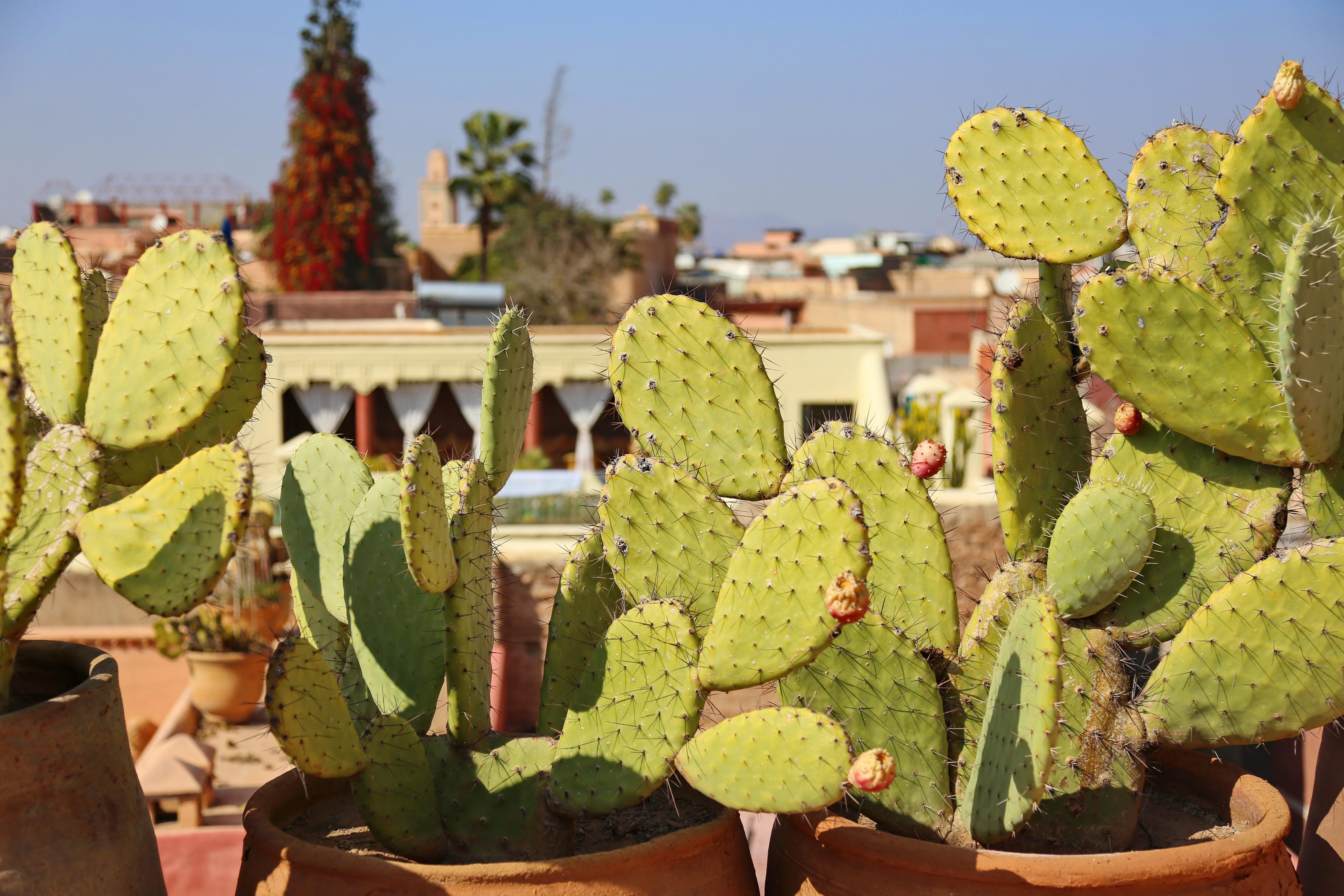 Riad Marrakiss Marrakesh Exterior foto